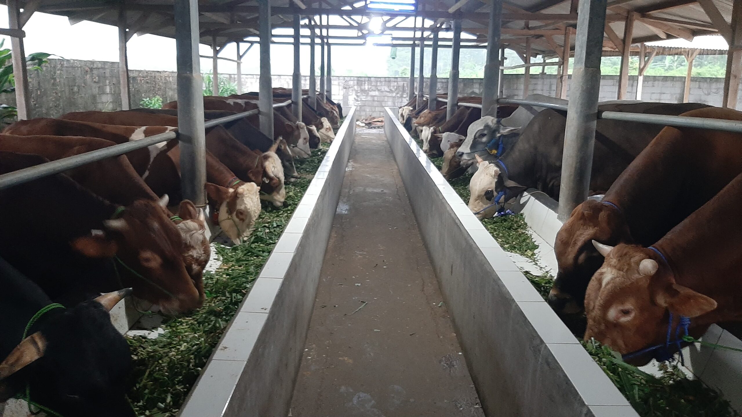 Aneza farm sapi qurban