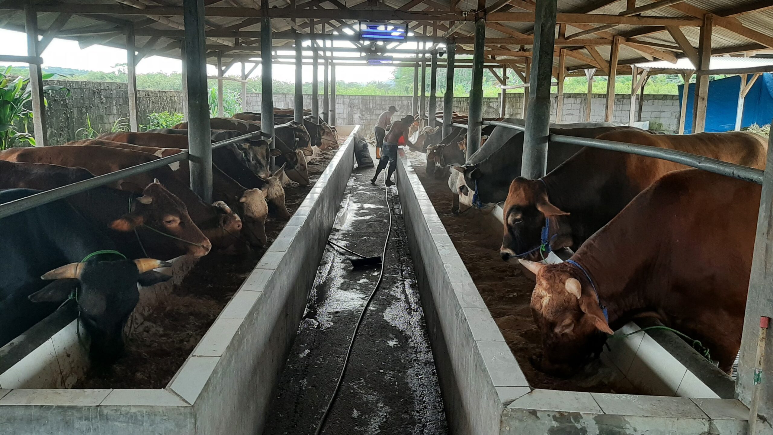 Aneza farm sapi qurban