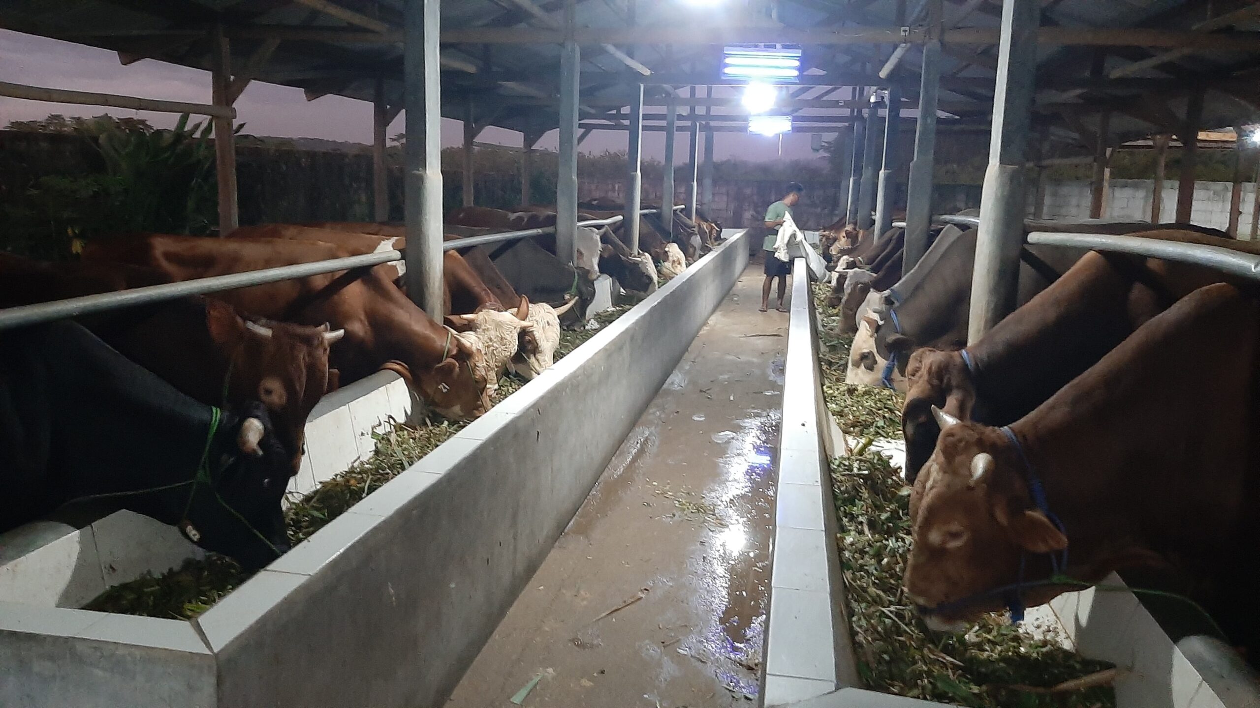 Aneza farm sapi qurban