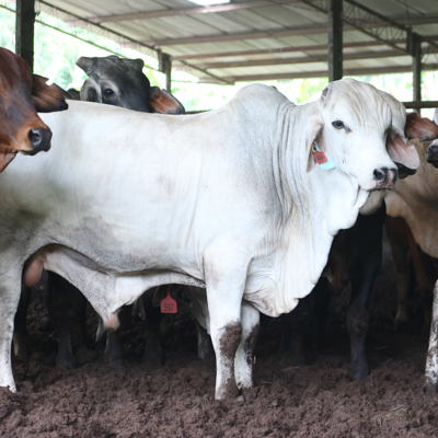 aneza farm sapi qurban brahman putih