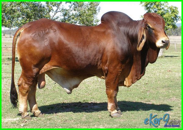 aneza farm sapi qurban brahman