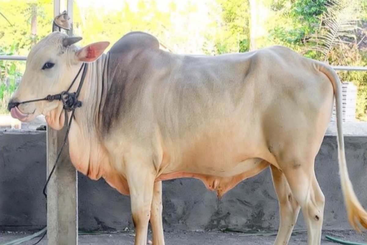aneza farm sapi qurban peranakan ongole