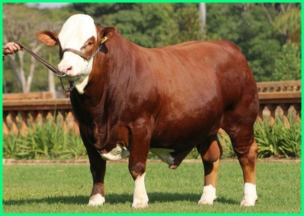 aneza farm sapi si mental