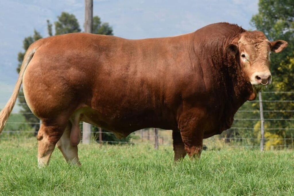 aneza farm sapi qirban limousin